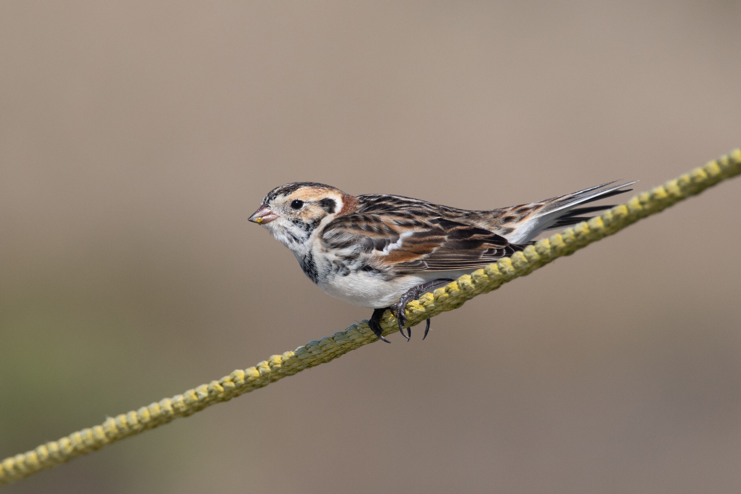 Lapland Longspur