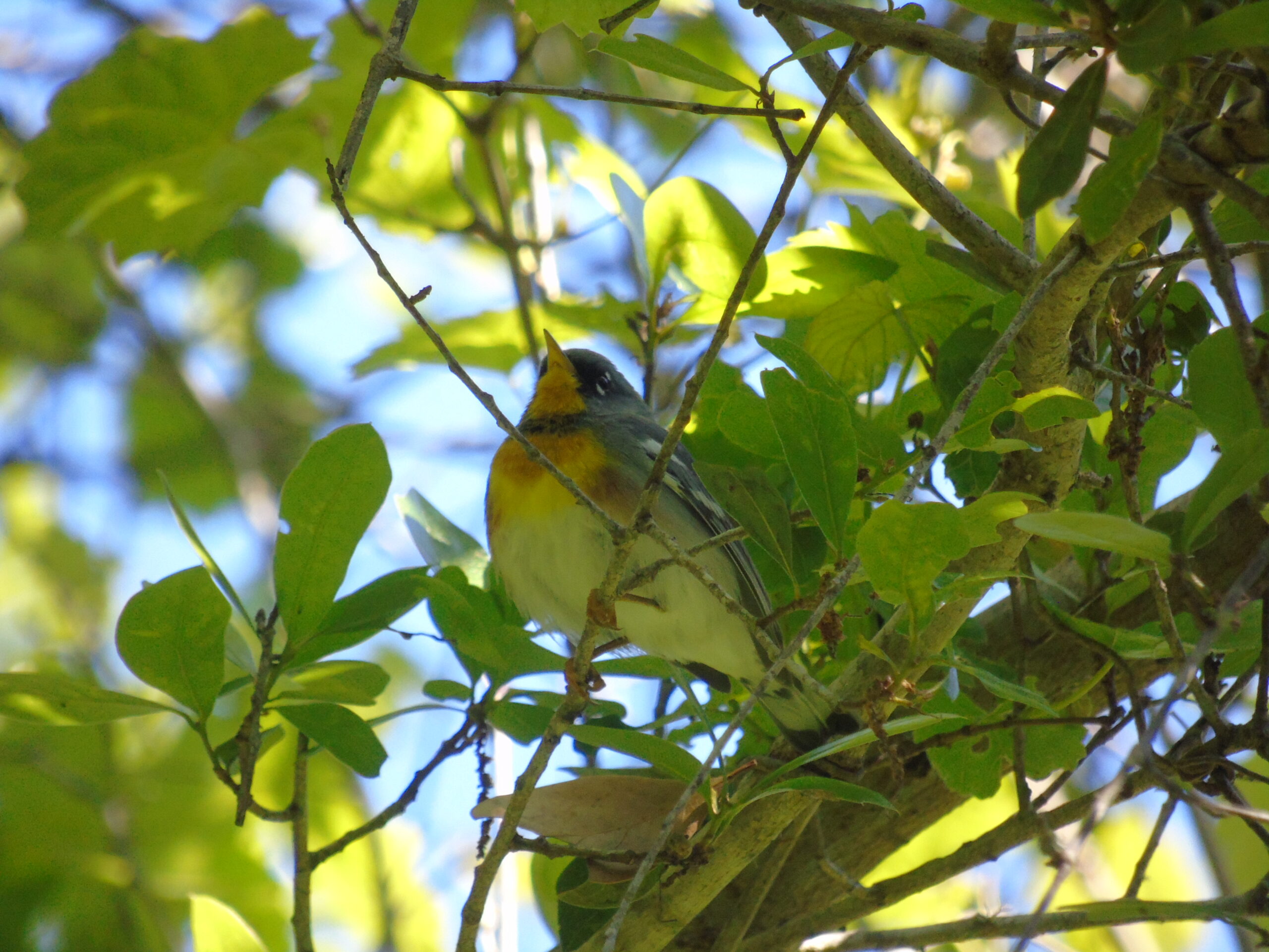 Northern Parula