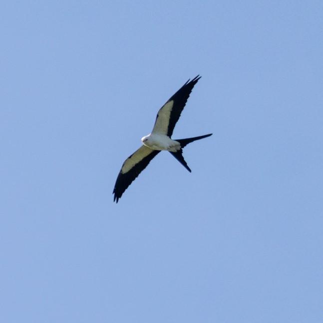 Swallow-tailed Kite