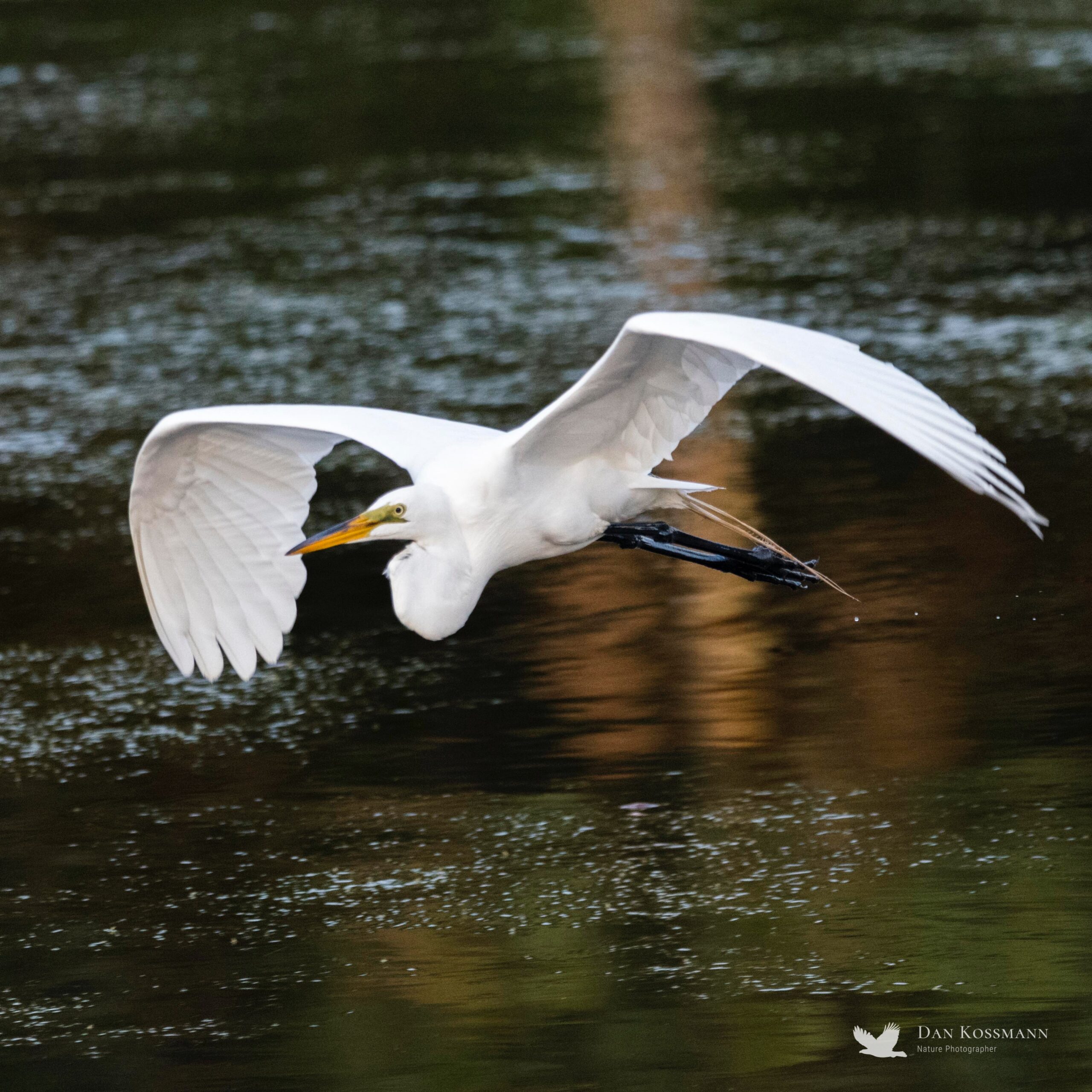 Great Egret