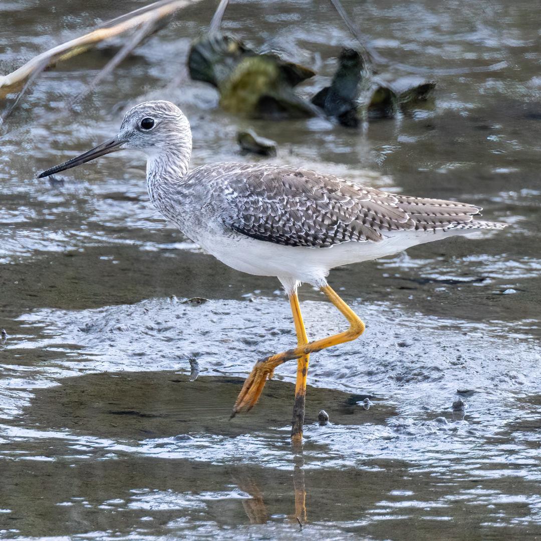 Greater Yellowlegs